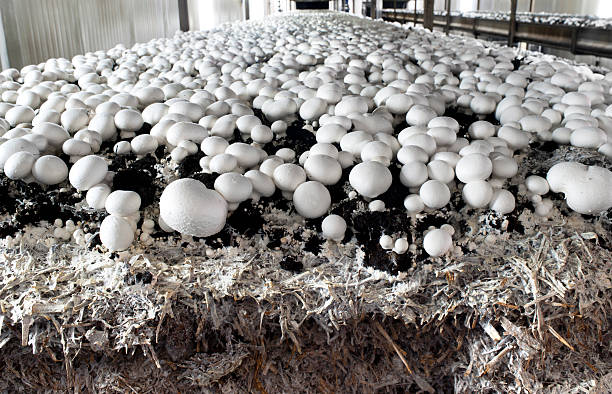 Biochar boosting mushroom cultivation
